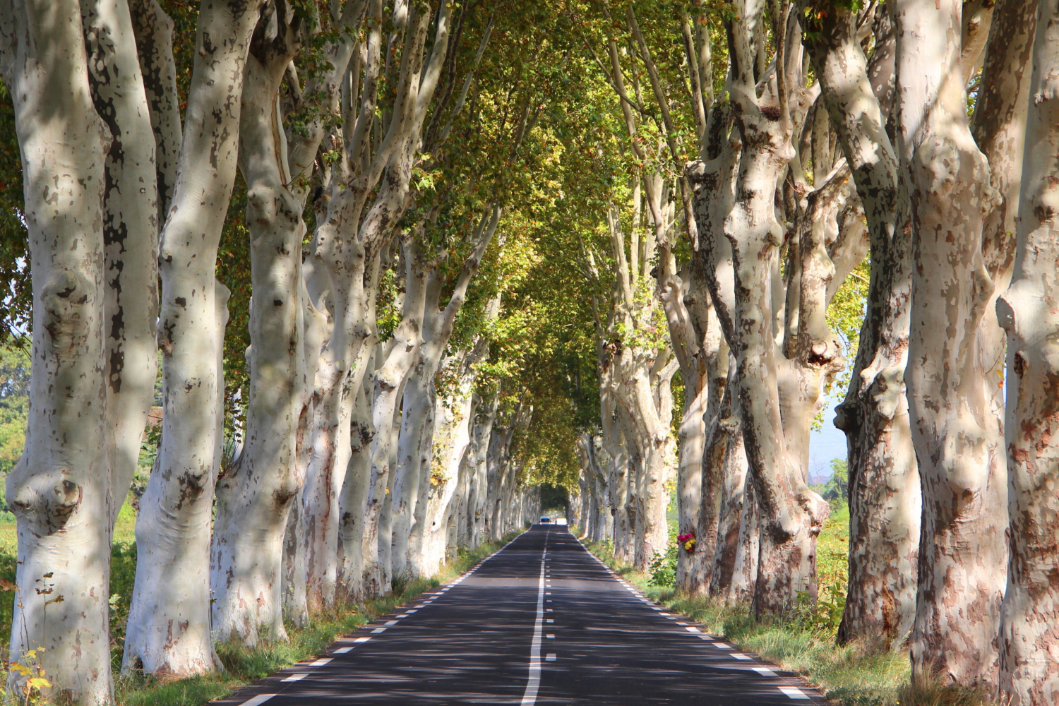 Alignement d'arbres le long d'une route