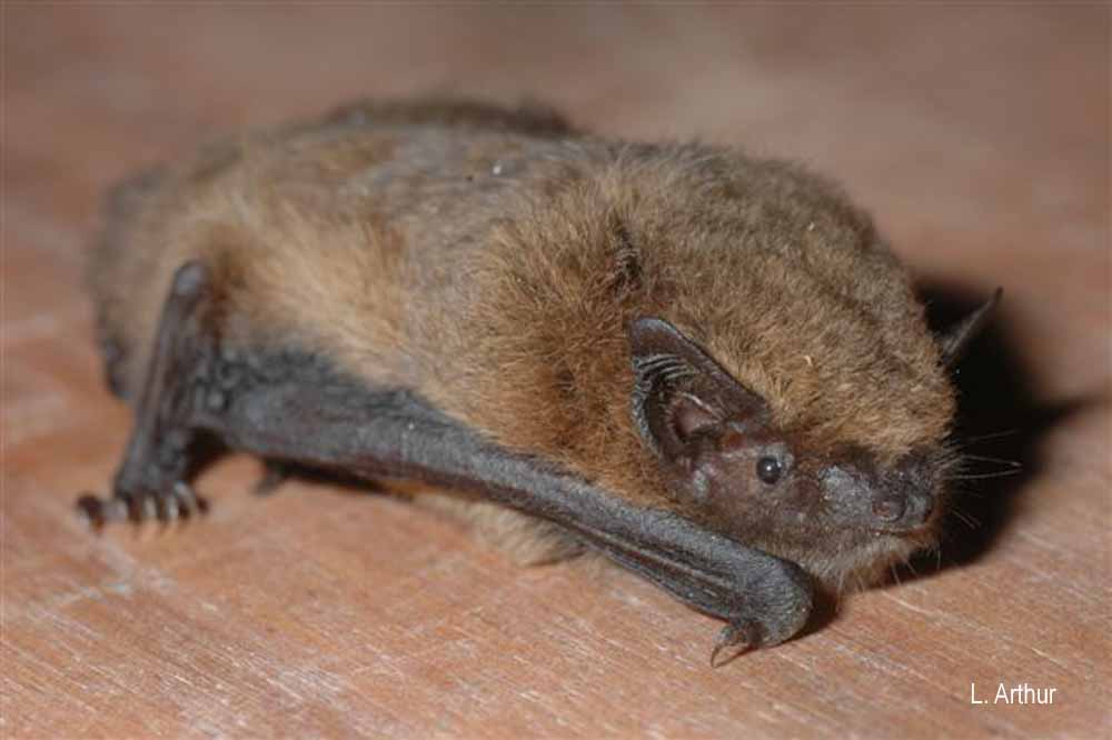 Pipistrelle pygmée